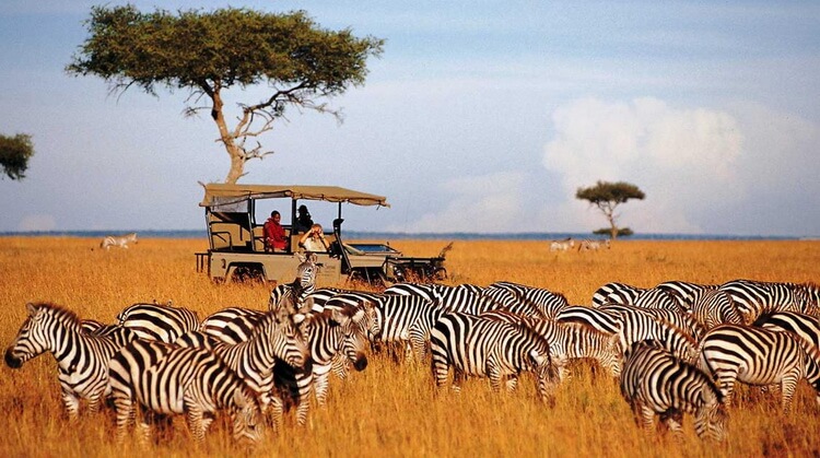Büyük Göçler Zamanı Kenya'dayız!