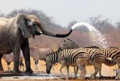 Görkemli Güney Afrika ve Safari 7 Gece Türk Hava Yolları ile 19 Mart Hareketli (Ramazan Bayramı Özel) (CPT - JNB) 