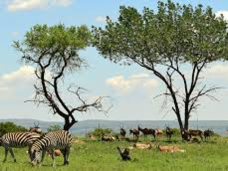 Görkemli Güney Afrika ve Safari 7 Gece Türk Hava Yolları ile 23 Mayıs Hareketli (Kurban Bayramı Özel) (CPT - JNB) 