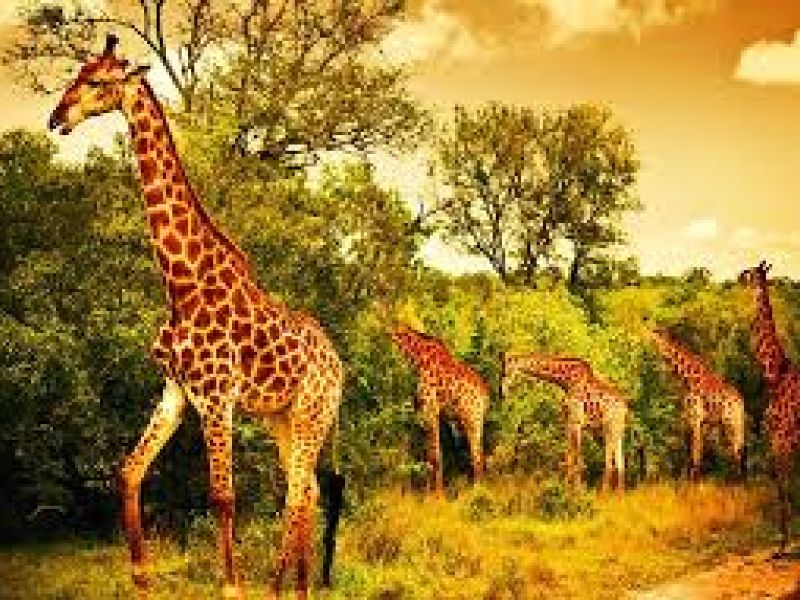 Görkemli Güney Afrika ve Safari 7 Gece Türk Hava Yolları ile 23 Mayıs Hareketli (Kurban Bayramı Özel) (CPT - JNB) 